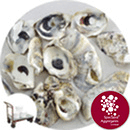 Sea Shells - Natural Oyster - Click & Collect